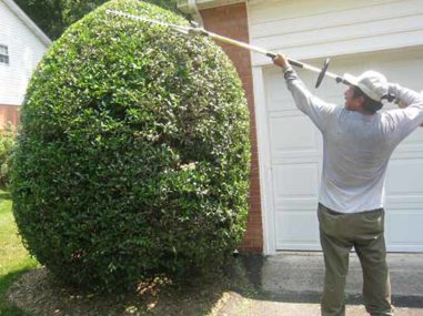 Bush Trimming image