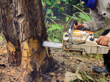 Tree Cutting image