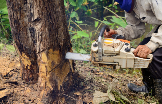 Tree Cutting image